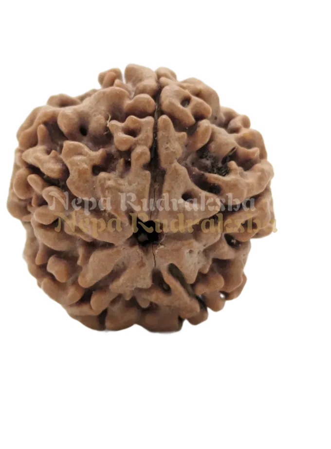 5 Mukhi (Collector) Rudraksha New Arrival