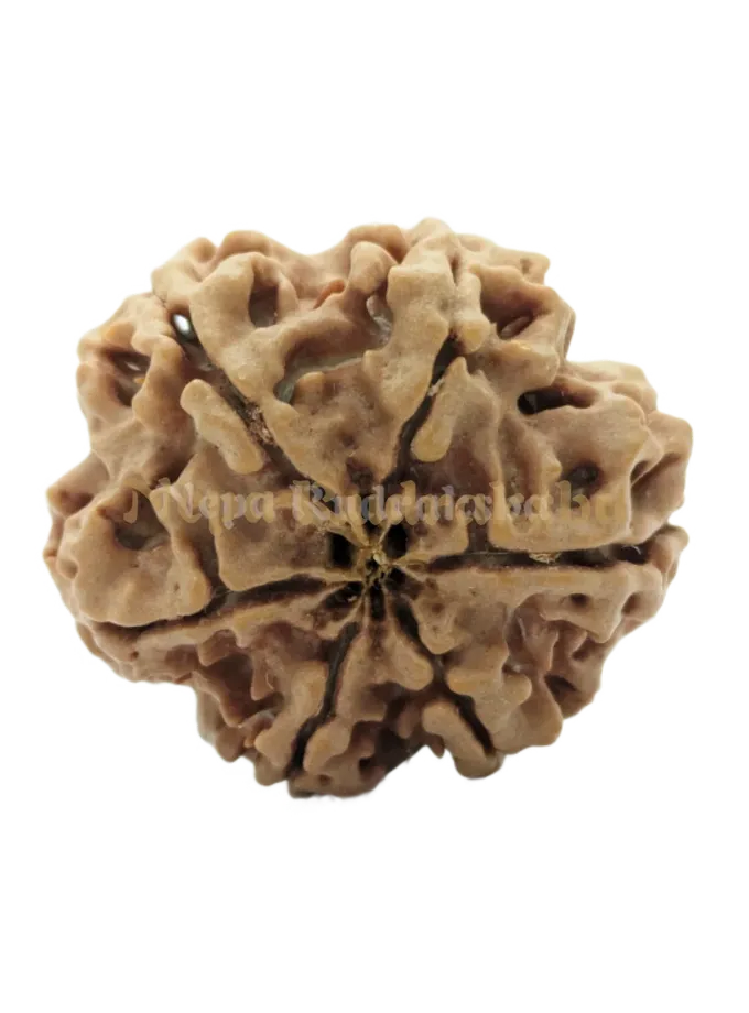 5 Mukhi (Collector) Rudraksha New Arrival