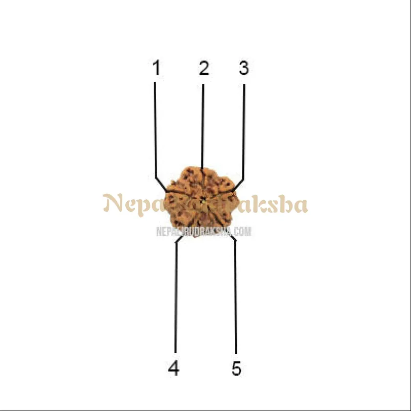 5 Mukhi (Collector) Rudraksha New Arrival