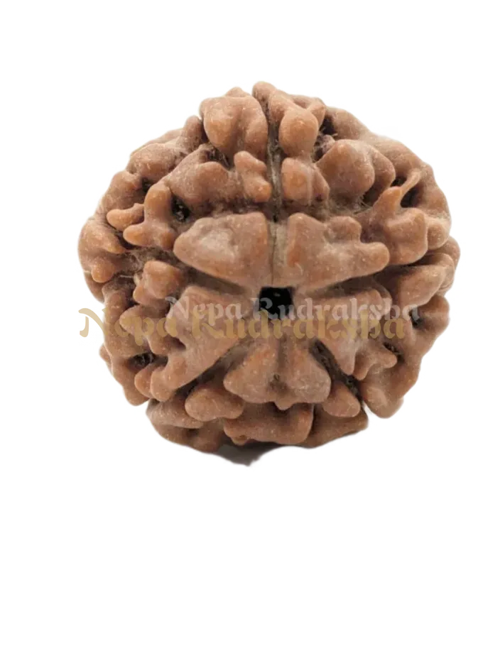 5 Mukhi (Medium) Rudraksha Same Day Delivery