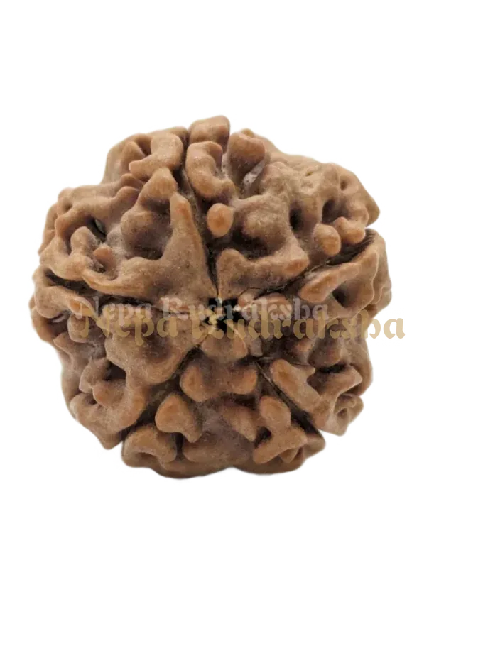 5 Mukhi (Medium) Rudraksha Same Day Delivery