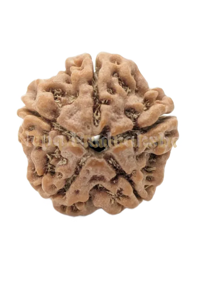 5 Mukhi (Regular) Rudraksha Same Day Delivery