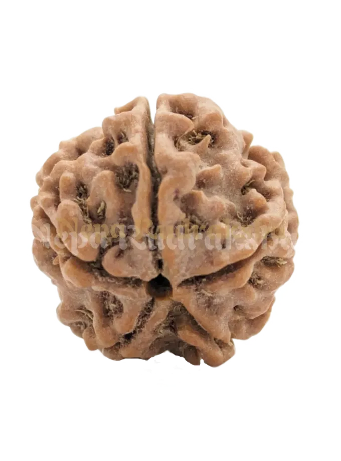 5 Mukhi (Regular) Rudraksha Same Day Delivery