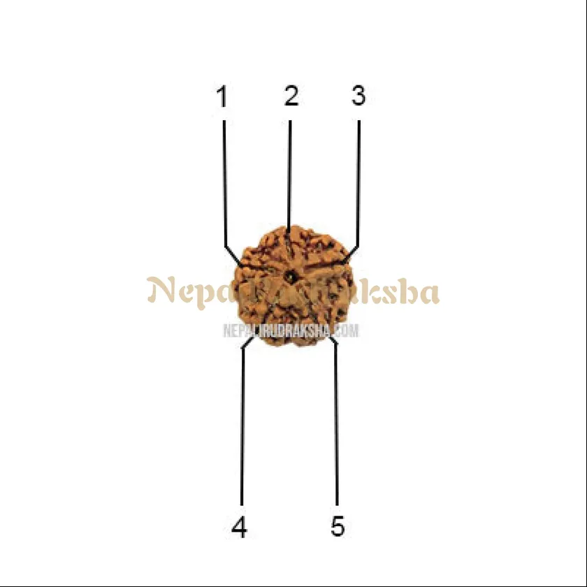 5 Mukhi (Regular) Rudraksha Same Day Delivery