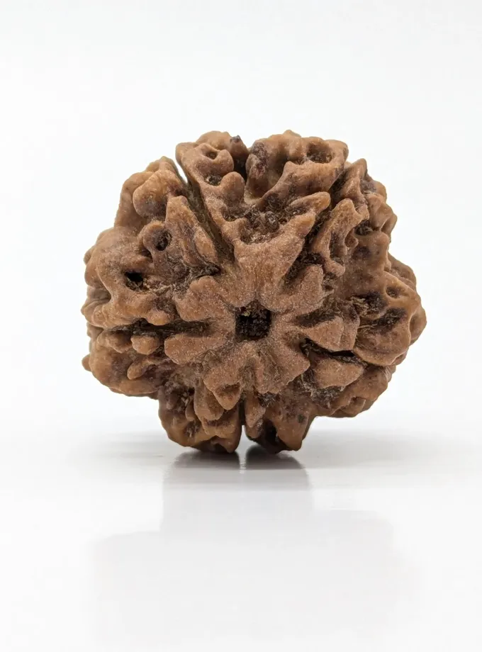 5 Mukhi (Super Collector) Rudraksha Best Price