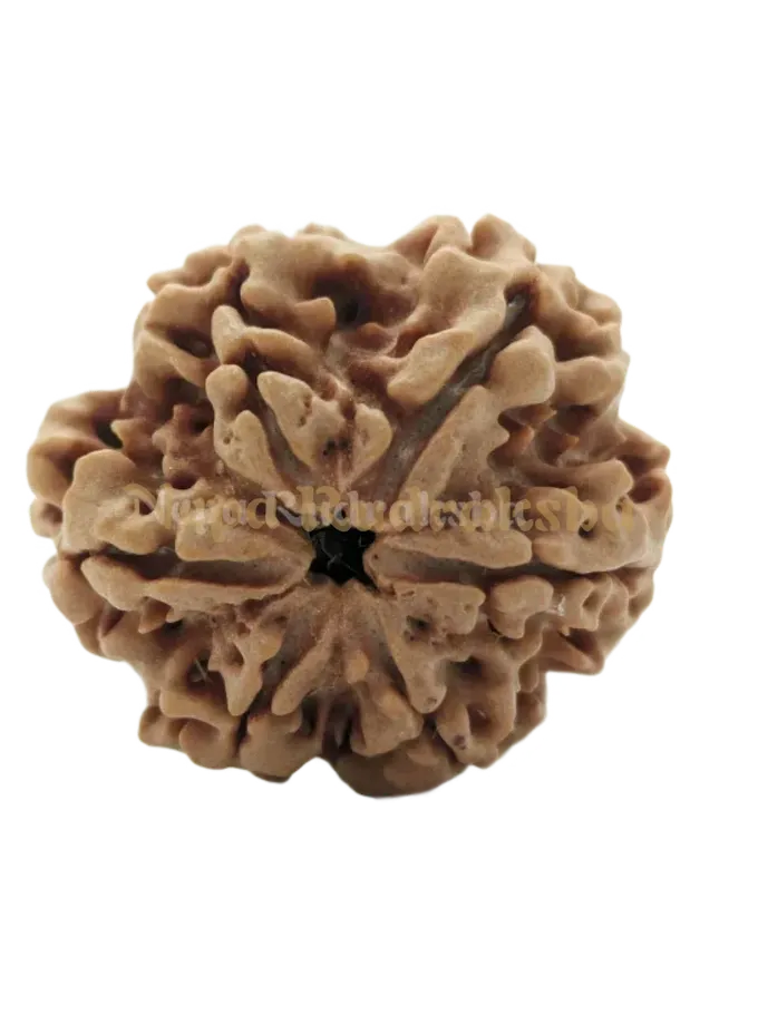 6 Mukhi (Collector) Rudraksha Best Seller