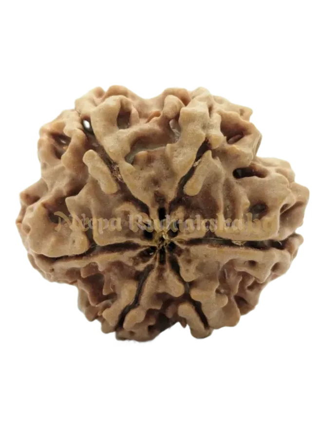 6 Mukhi (Collector) Rudraksha Best Seller