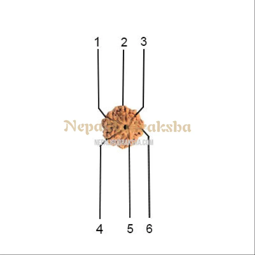 6 Mukhi (Collector) Rudraksha Best Seller