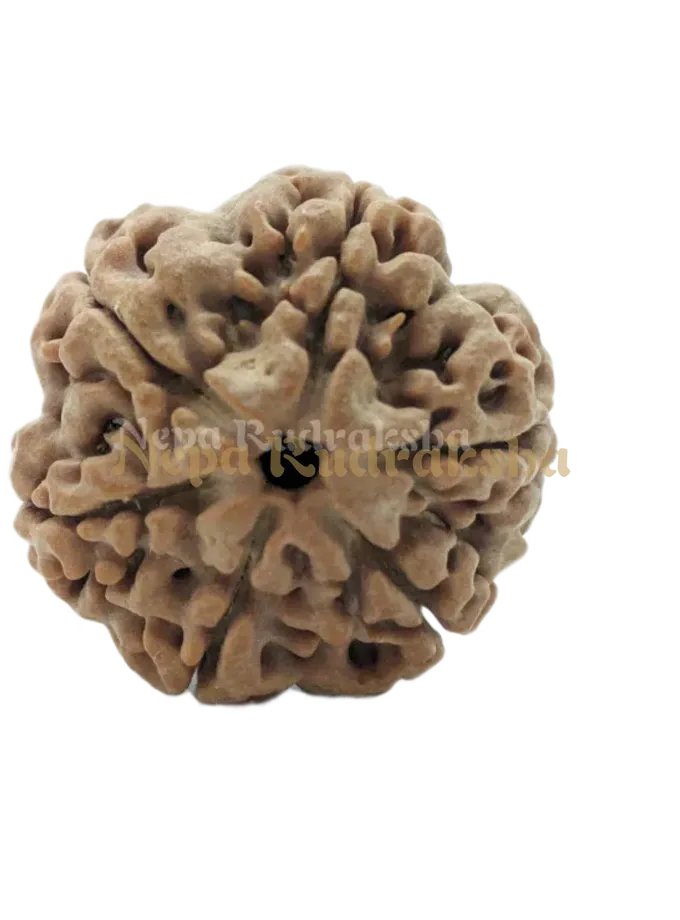 6 Mukhi (Medium) Rudraksha Best Seller