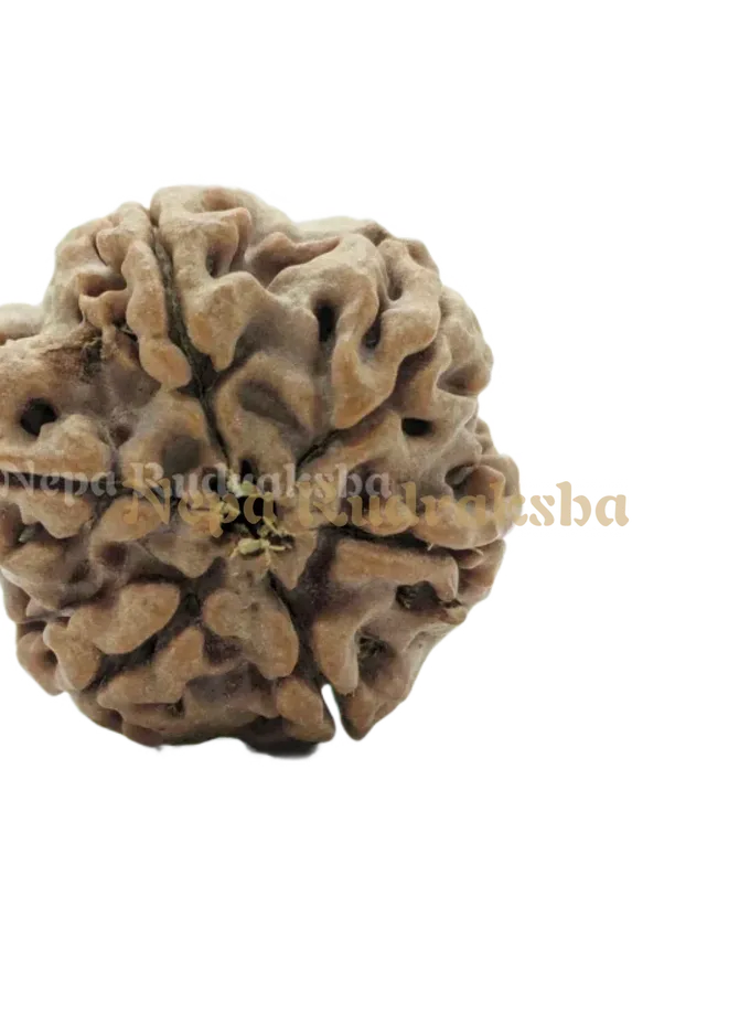 6 Mukhi (Medium) Rudraksha Best Seller