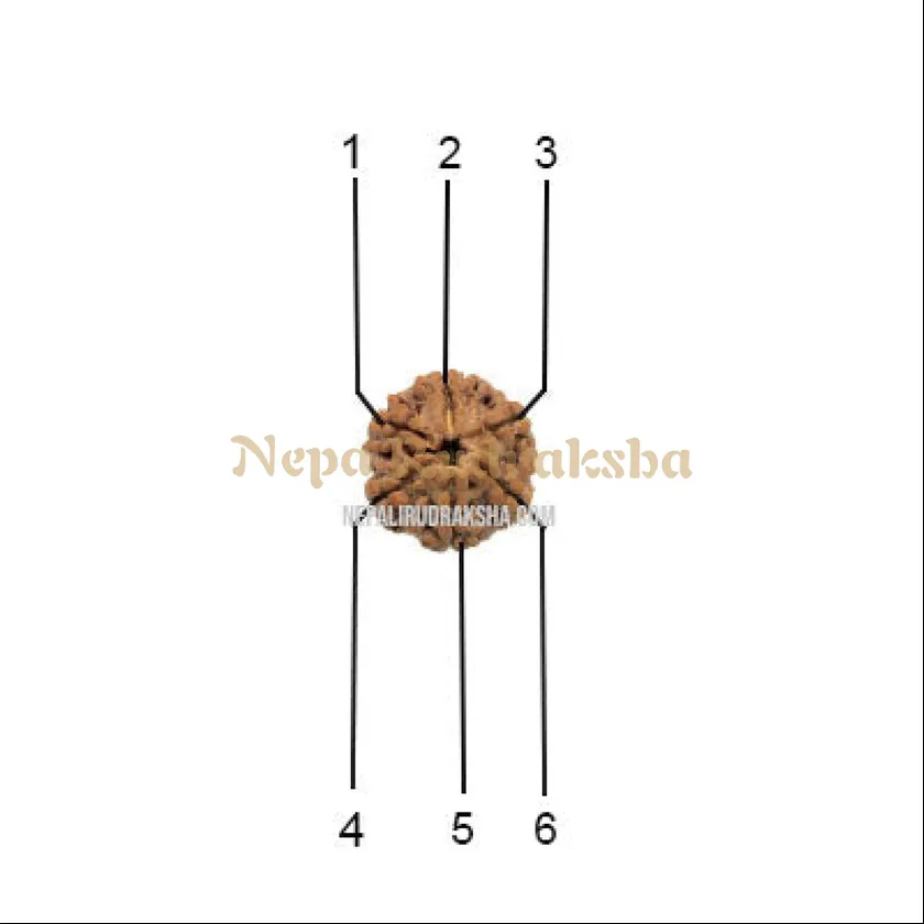 6 Mukhi (Medium) Rudraksha Best Seller