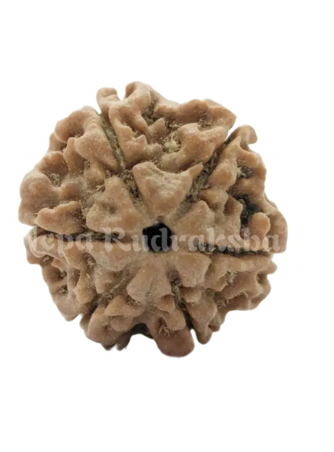 6 Mukhi (Regular) Rudraksha Best Seller