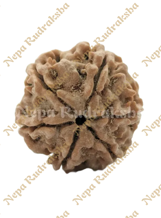 6 Mukhi (Regular) Rudraksha Best Seller