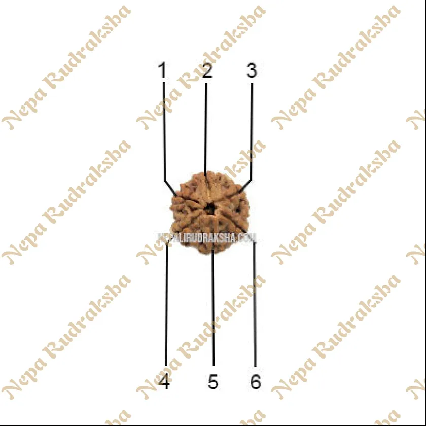 6 Mukhi (Regular) Rudraksha Best Seller