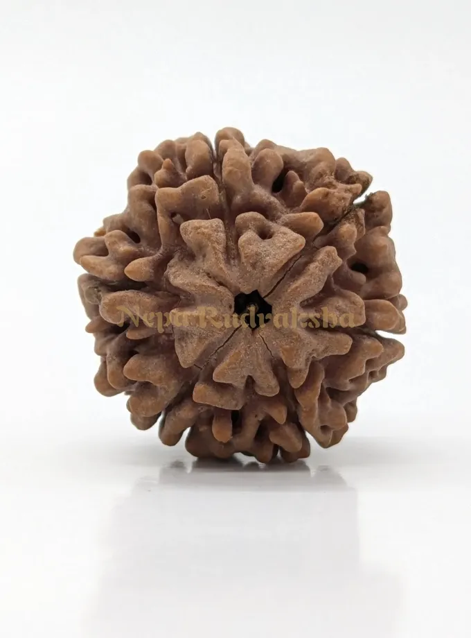 6 Mukhi (Super Collector) Rudraksha High Quality