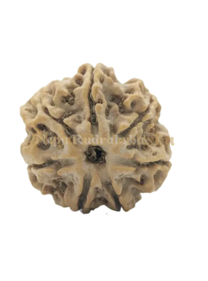 7 Mukhi (Collector) Rudraksha On Sale