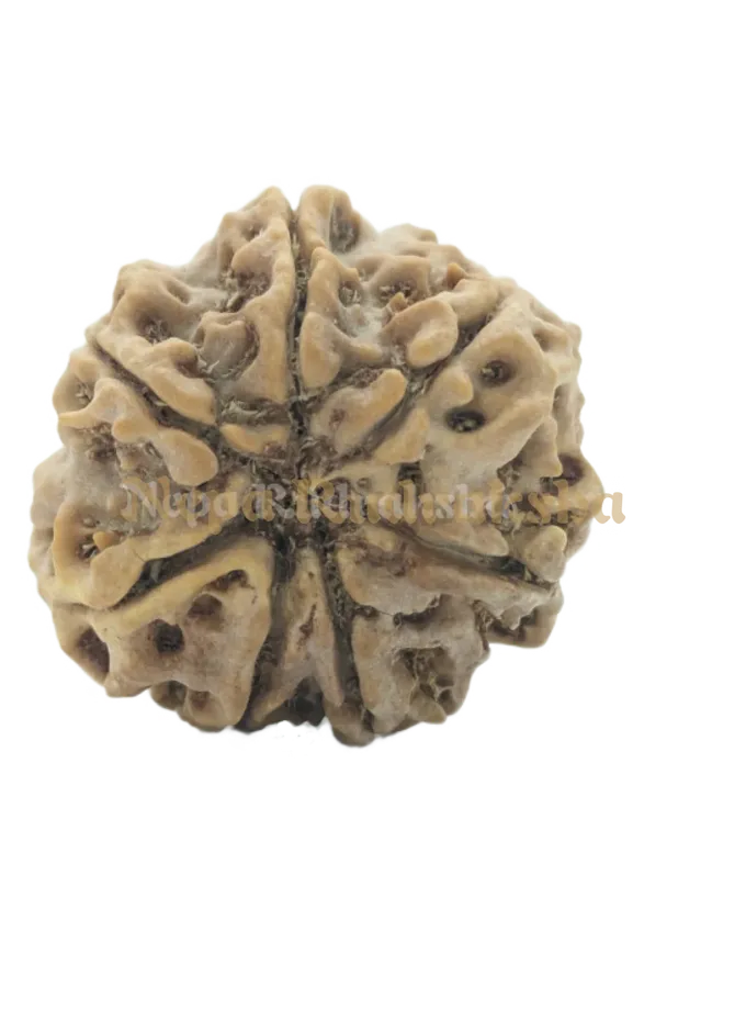 7 Mukhi (Collector) Rudraksha On Sale