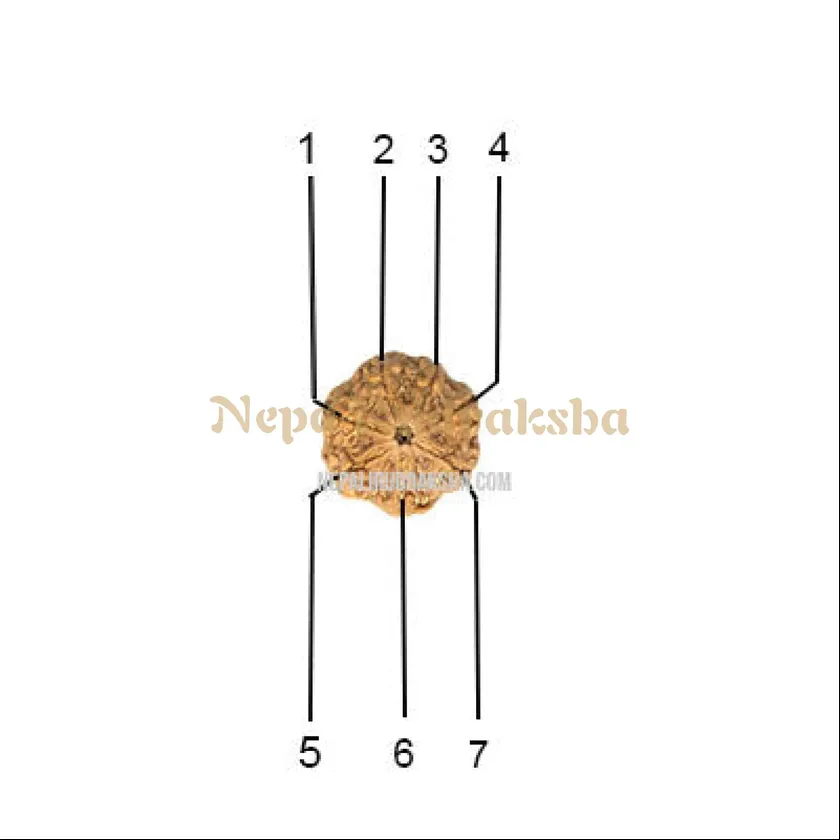 7 Mukhi (Collector) Rudraksha On Sale