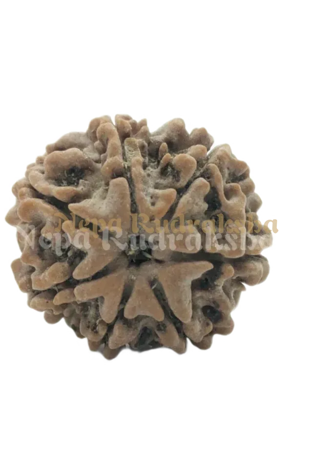 7 Mukhi (Regular) Rudraksha For Sale