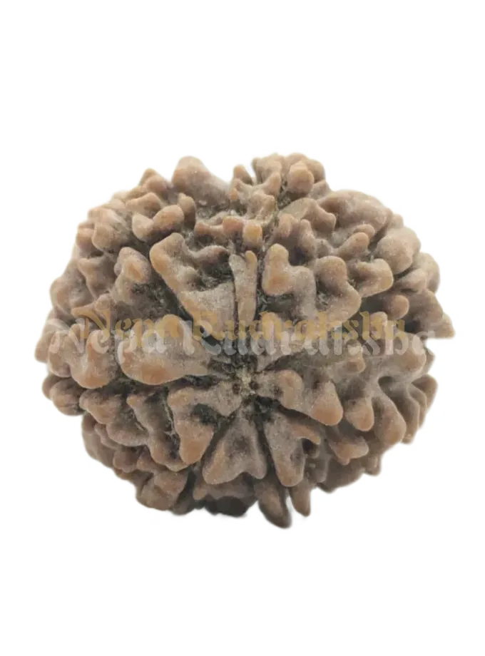 7 Mukhi (Regular) Rudraksha For Sale