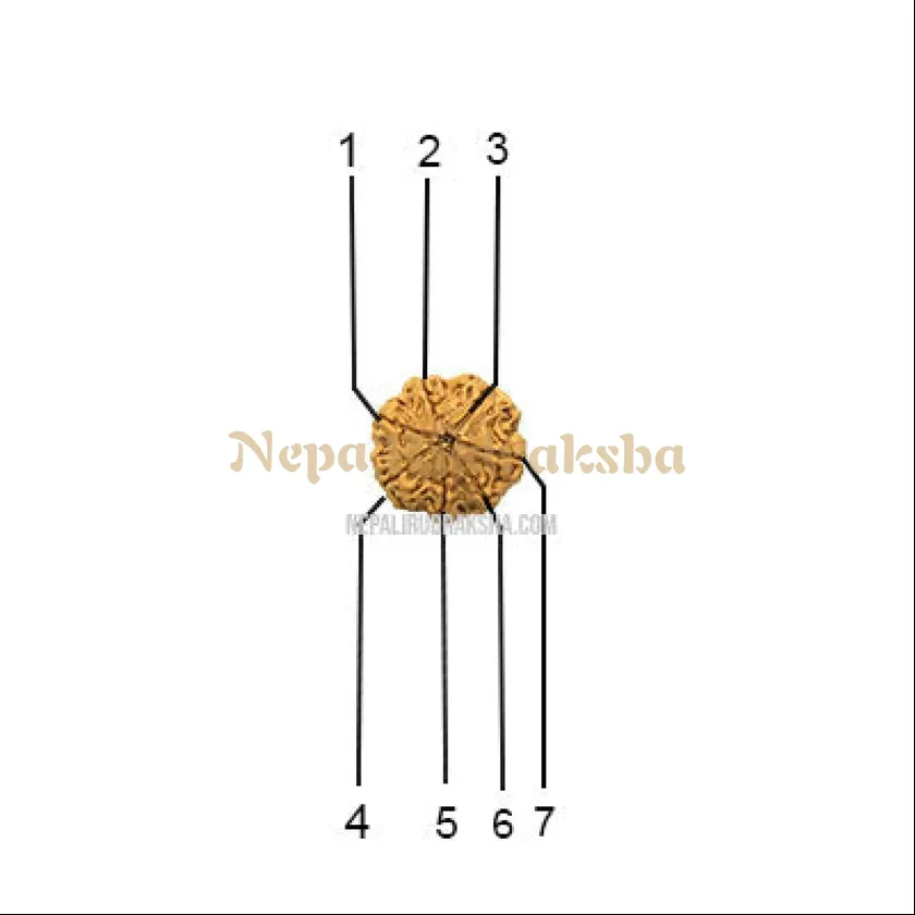 7 Mukhi (Regular) Rudraksha For Sale