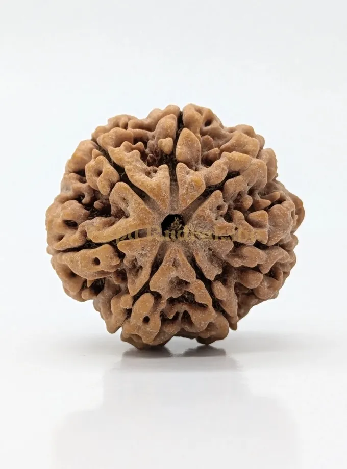 7 Mukhi (Super Collector) Rudraksha Free shipping