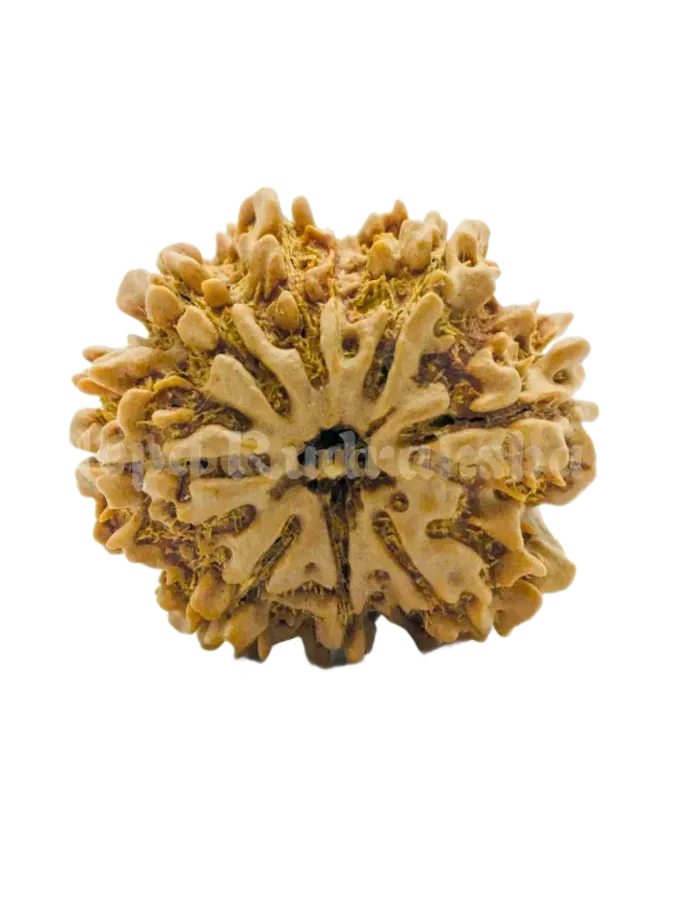 8 Mukhi (Collector) Rudraksha Best Seller