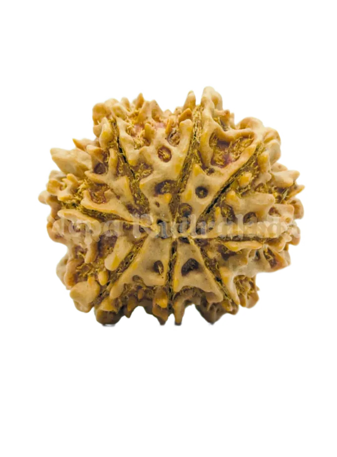 8 Mukhi (Collector) Rudraksha Best Seller