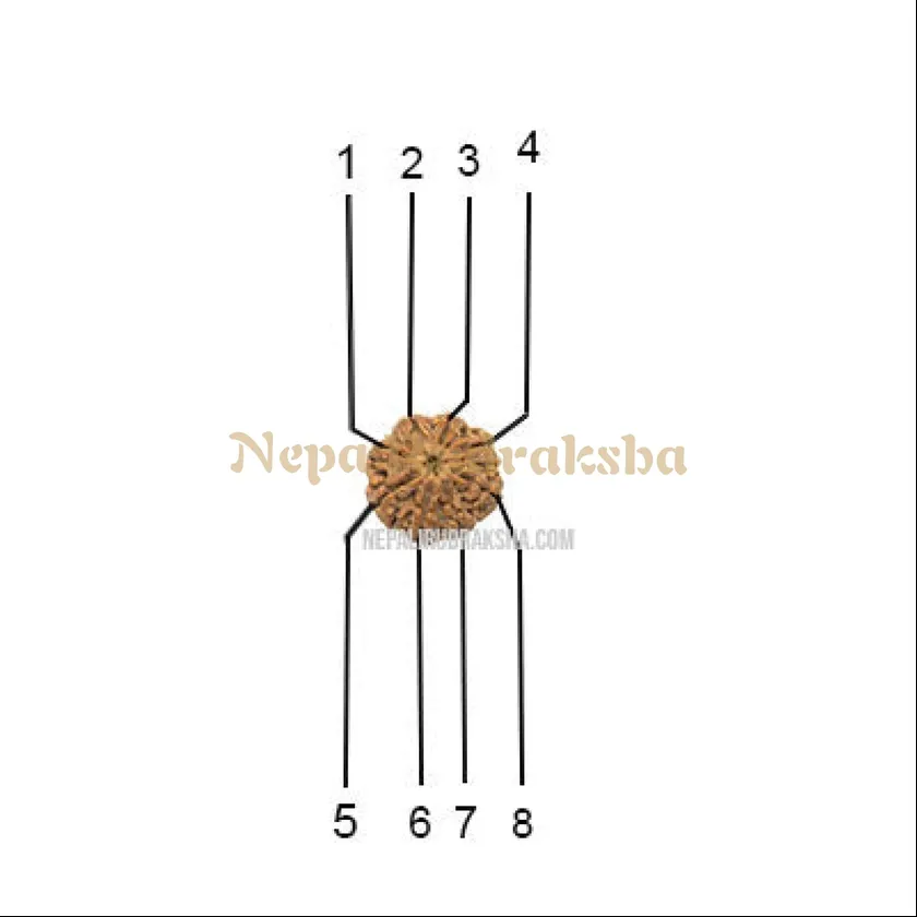 8 Mukhi (Collector) Rudraksha Best Seller