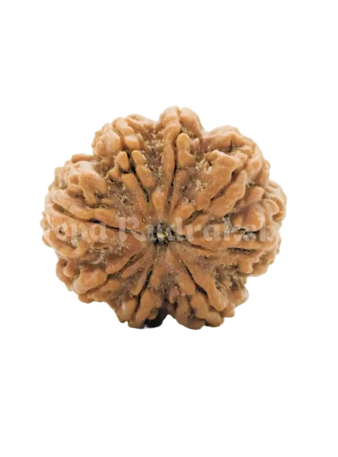 8 Mukhi (Medium) Rudraksha Best Seller