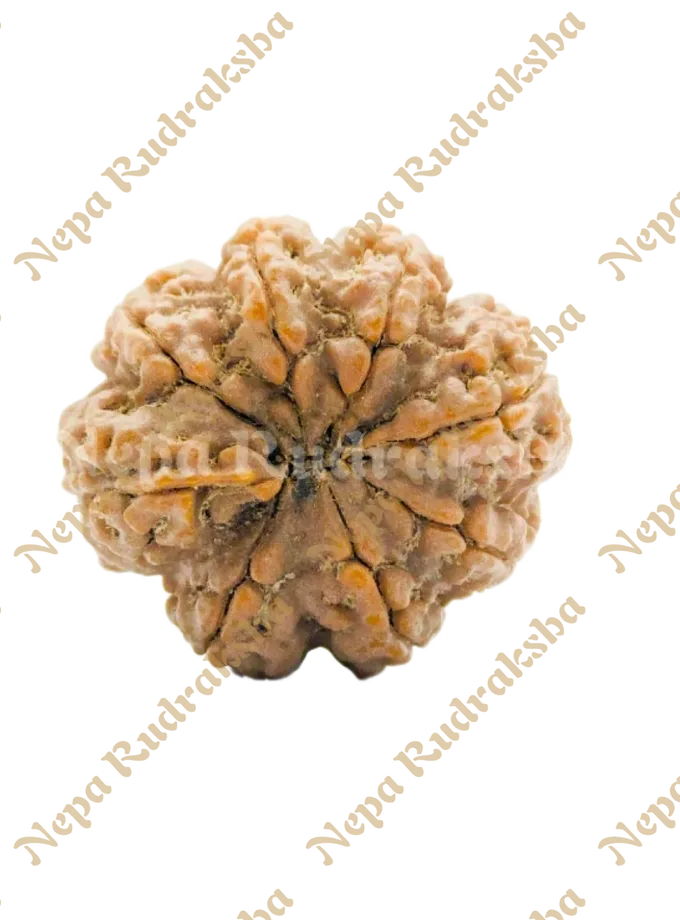 8 Mukhi (Medium) Rudraksha Best Seller