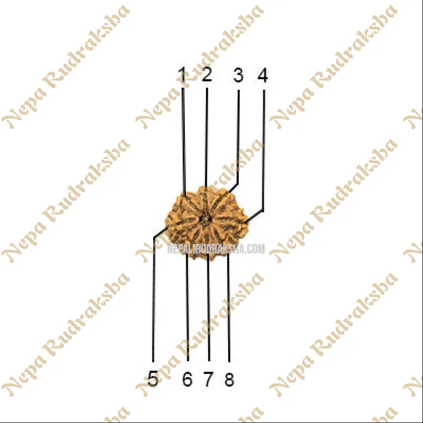 8 Mukhi (Medium) Rudraksha Best Seller