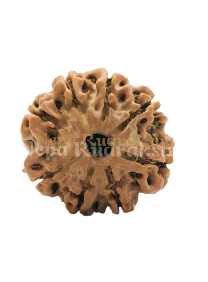 8 Mukhi (Regular) Rudraksha High Quality