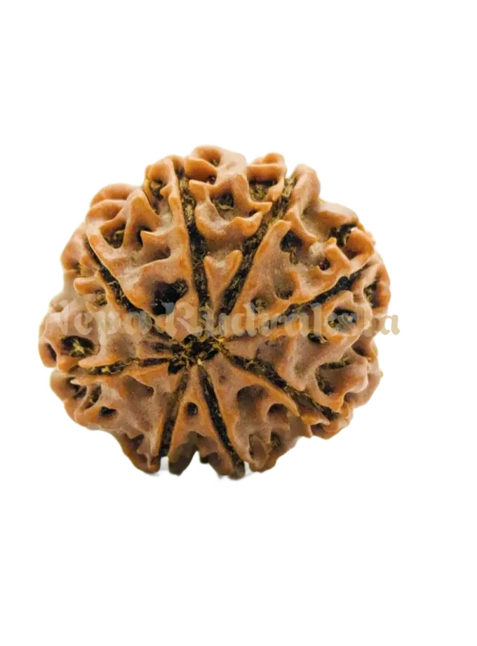 8 Mukhi (Regular) Rudraksha High Quality