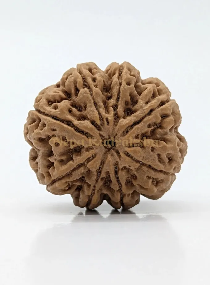 8 Mukhi (Super Collector) Rudraksha Same Day Delivery