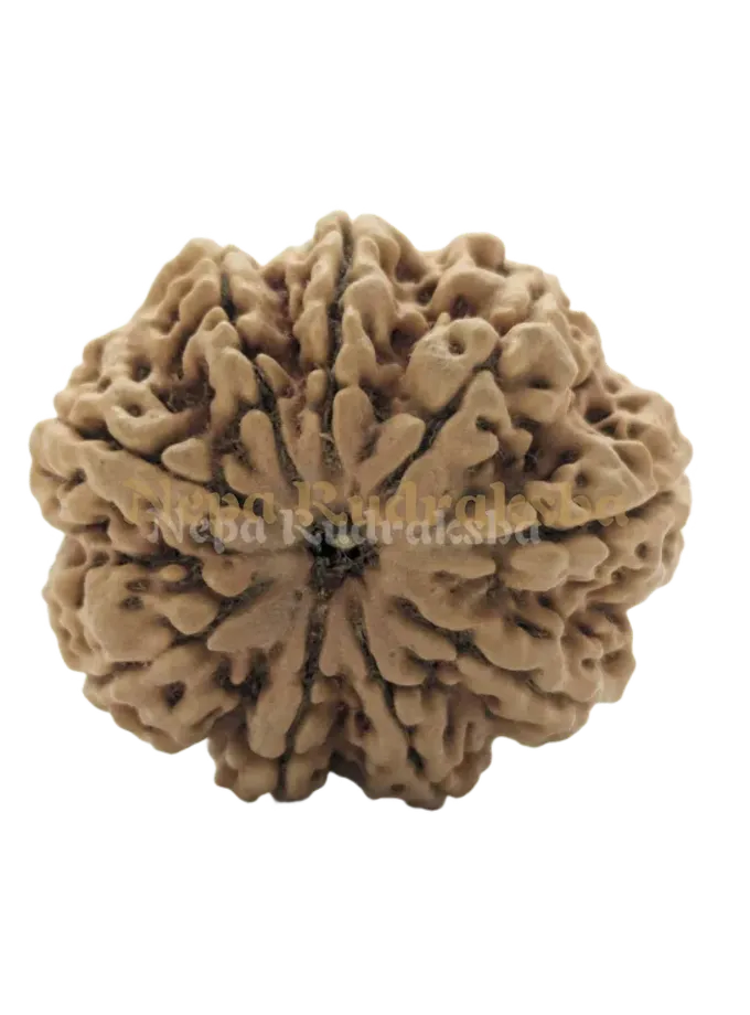 9 Mukhi (Collector) Rudraksha High Quality