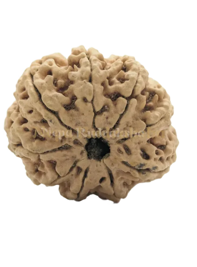 9 Mukhi (Collector) Rudraksha High Quality