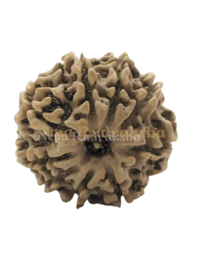 9 Mukhi (Medium) Rudraksha High Quality