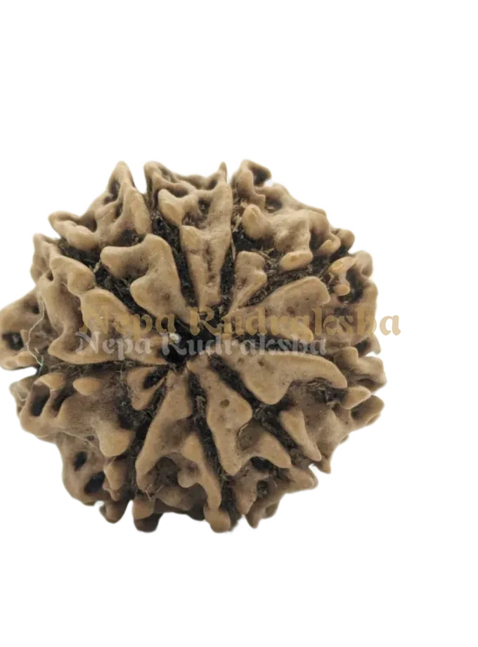 9 Mukhi (Medium) Rudraksha High Quality