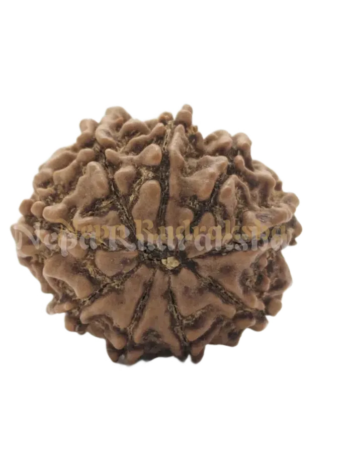 9 Mukhi (Regular) Rudraksha For Sale