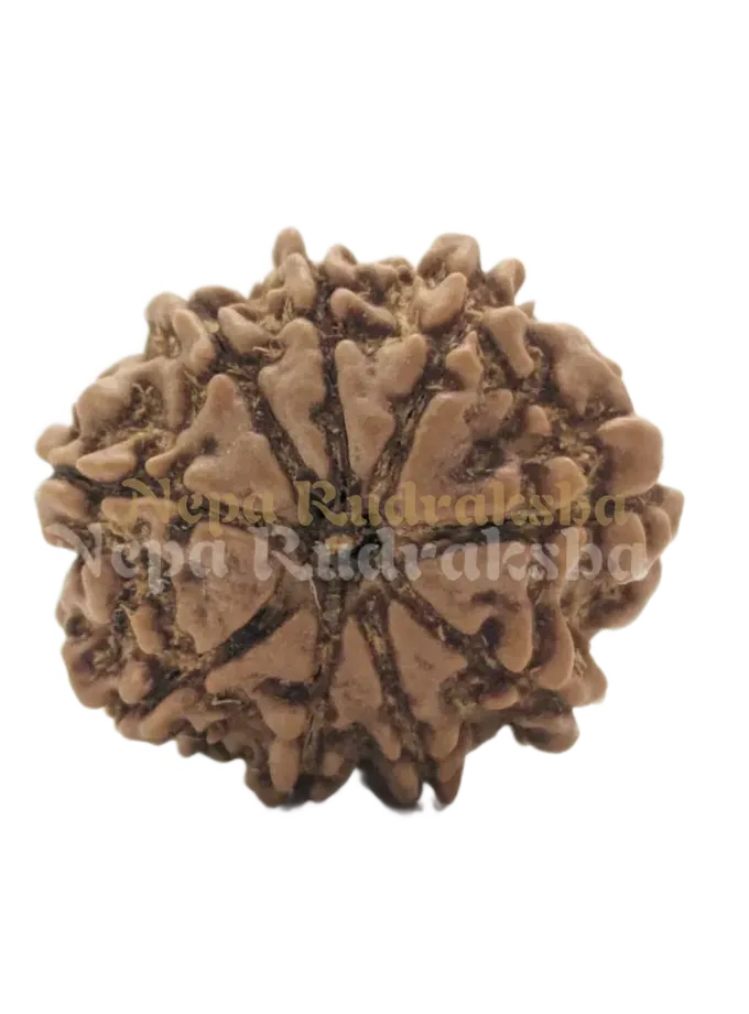 9 Mukhi (Regular) Rudraksha For Sale