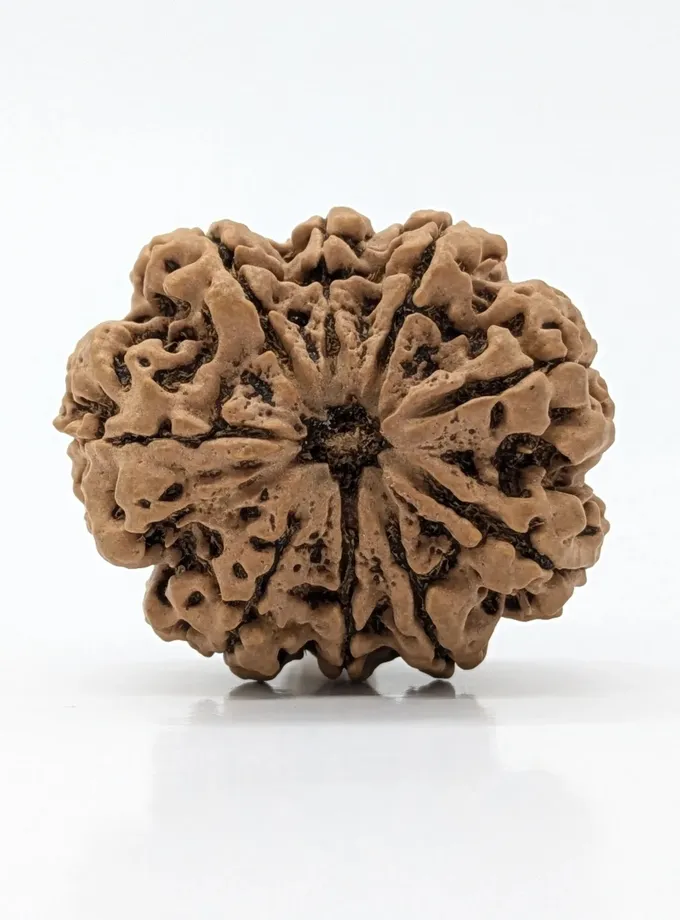 9 Mukhi (Super Collector) Rudraksha Best Price