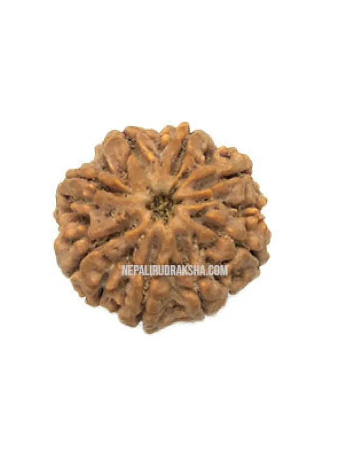 Eight Mukhi Rudraksha New Arrival