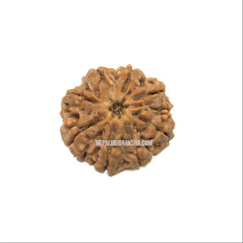 Eight Mukhi Rudraksha New Arrival