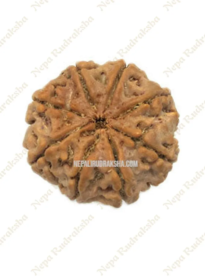 Eight Mukhi Rudraksha New Arrival