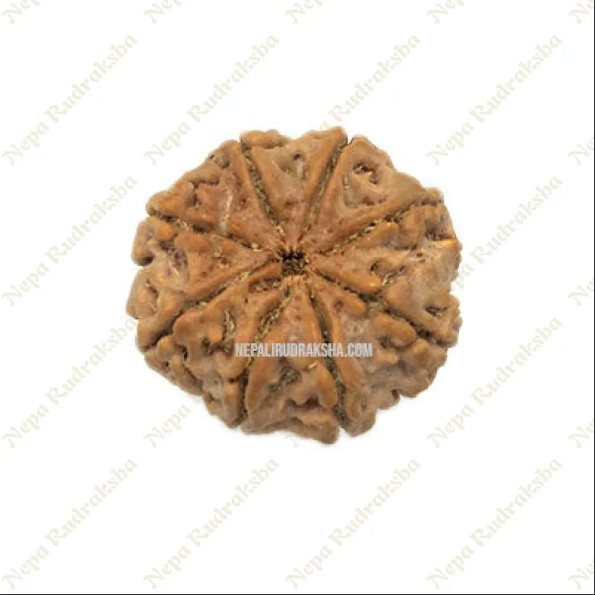 Eight Mukhi Rudraksha New Arrival