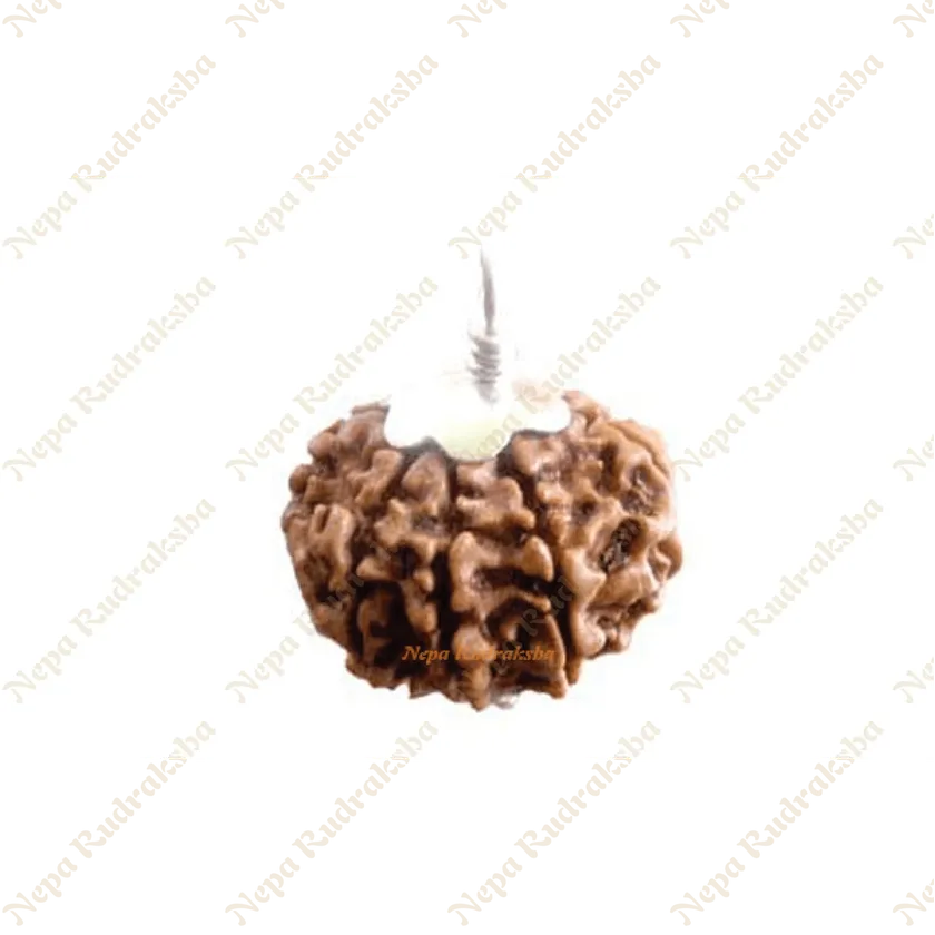 Eight Mukhi Rudraksha New Arrival