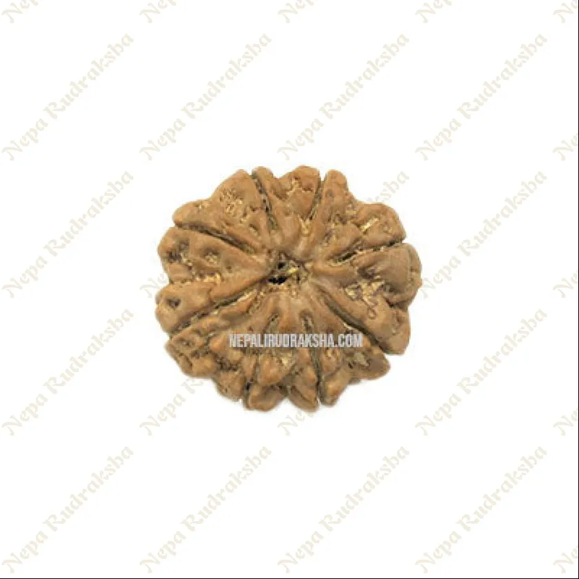 Eight Mukhi Rudraksha New Arrival