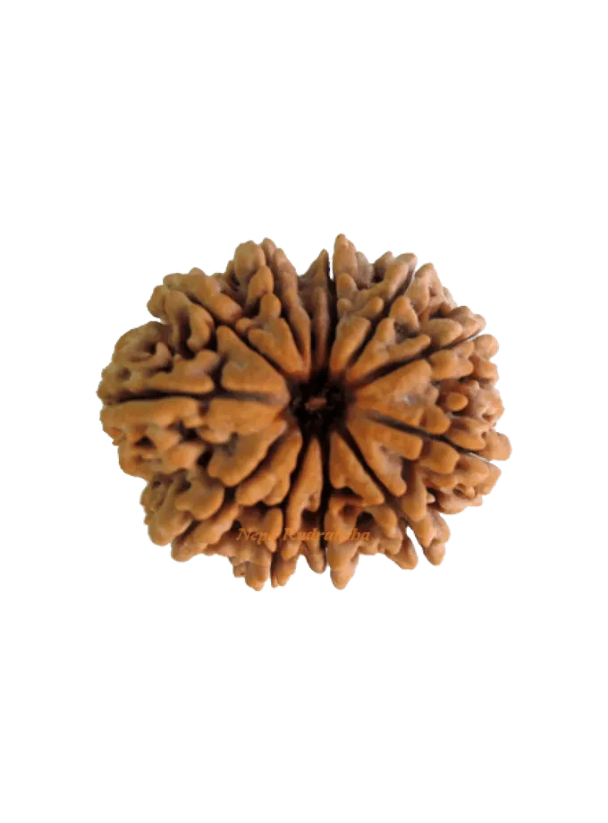 Eleven Mukhi Rudraksha High Quality