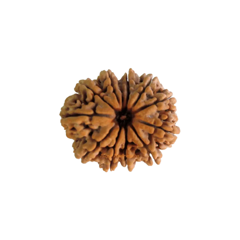 Eleven Mukhi Rudraksha High Quality